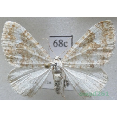 Perizoma flavofasciata (Thunberg, 1792) Slovakia68c